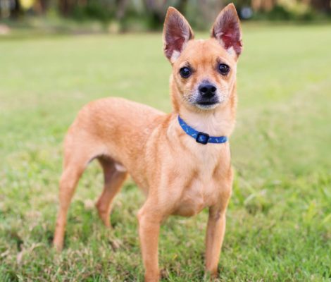 Apple head Chihuahua