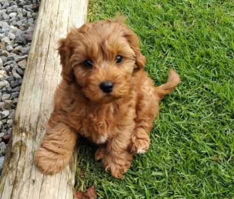 Red cavoodle puppy dog is sitting on the grass and has one paw on a wooden log. She is looking up at the camera.