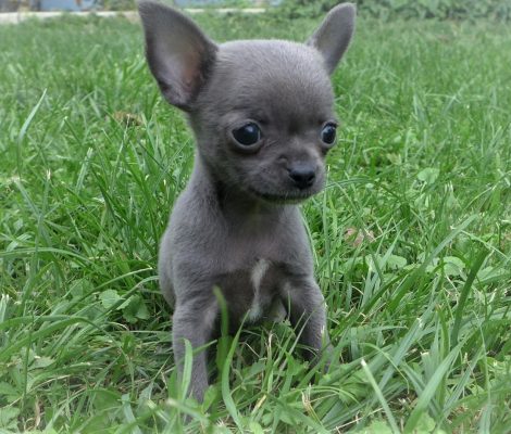 bluechihuahua1